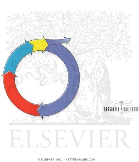 Watermarked preview of unlabeled image: Cell Cycle