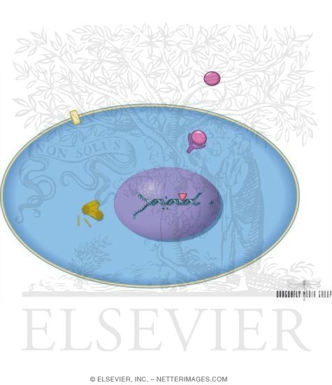 Watermarked preview of unlabeled image: Combination Chemotherapy