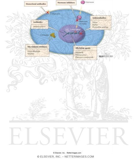 Watermarked preview of labeled image: Combination Chemotherapy
