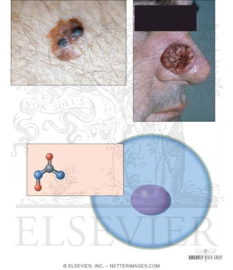 Watermarked preview of unlabeled image: Substituted Ureas: Hydroxyurea