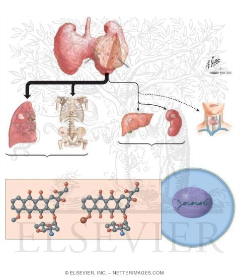 Watermarked preview of unlabeled image: Anthracyclines: Doxorubicin and Daunorubicin
