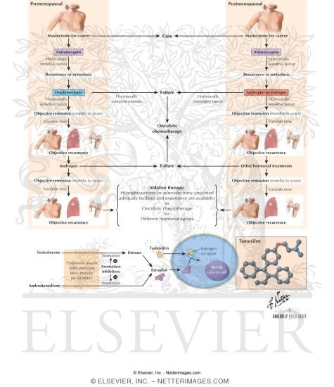 Watermarked preview of labeled image: Estrogen Antagonists: Tamoxifen and Toremifene