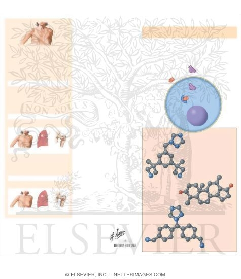 Watermarked preview of unlabeled image: Aromatase Inhibitors: Anastrozole, Letrozole, and Exemestane