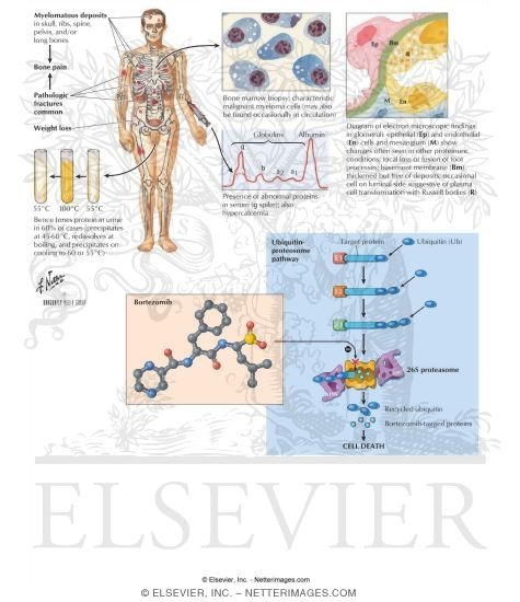 Watermarked preview of labeled image: Bortezomib