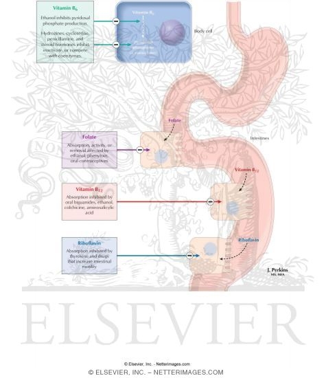 Watermarked preview of labeled image: Water-Soluable Vitamin-Drug Interactions