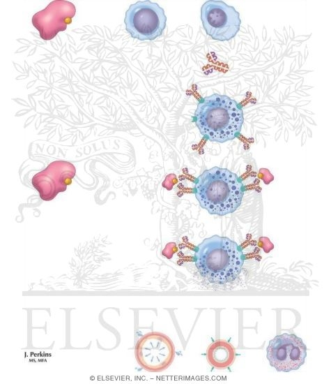 Watermarked preview of unlabeled image: Type 1 (Acute, Anaphylactic) Reactions