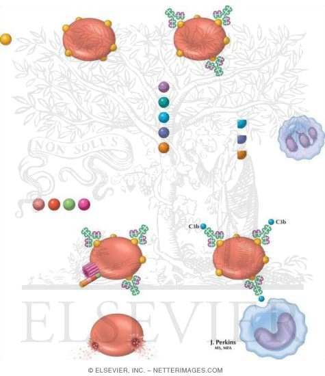 Watermarked preview of unlabeled image: Type 2 (Cytotoxic, Autoimmune) Reactions
