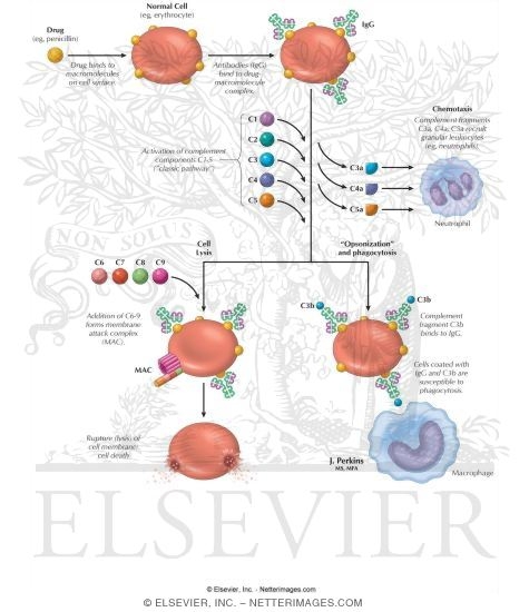 Watermarked preview of labeled image: Type 2 (Cytotoxic, Autoimmune) Reactions