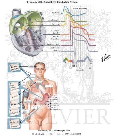 Watermarked preview of labeled image: Sympathomimetic Drugs