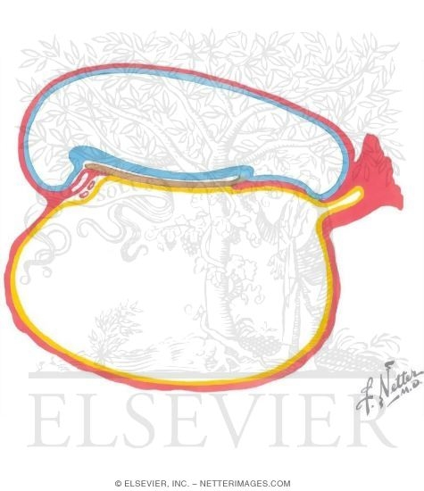 Human Embryo at 16 Days