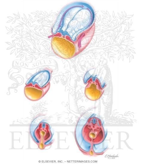 Cross Section of Embryo and Vertebrate Body Plan After 4 Weeks