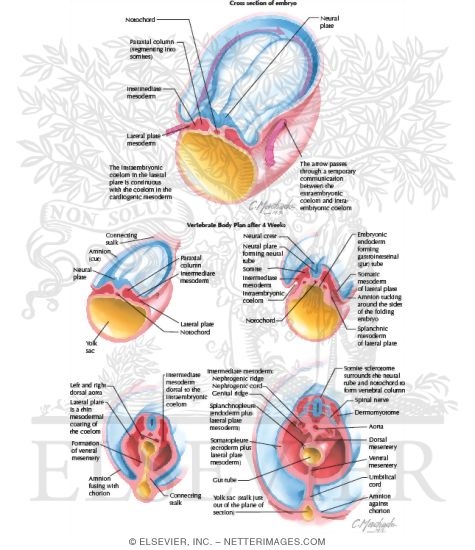 Cross Section of Embryo and Vertebrate Body Plan After 4 Weeks