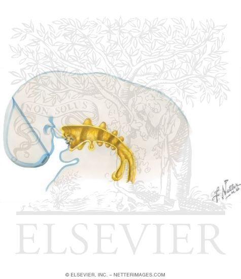 Watermarked preview of unlabeled image: Pharyngeal Pouches, Membranes, and Clefts: General Information