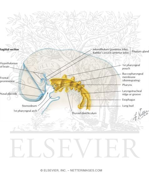 Pharyngeal Pouches, Membranes, and Clefts: General Information