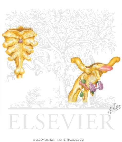 Pharyngeal Pouches, Membranes, and Clefts