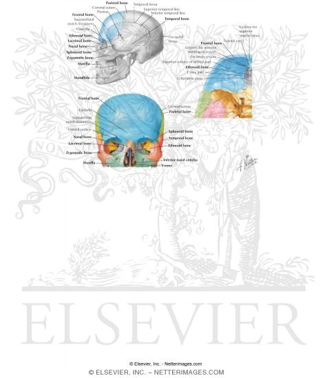Bones of the Skull: Frontal Bone