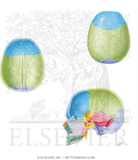 Bones of the Skull: Parietal Bone