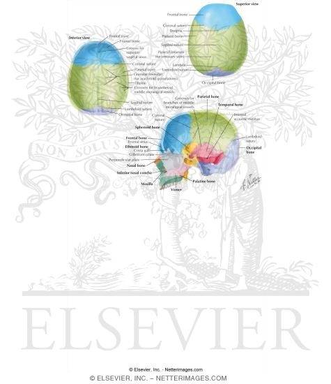 Bones of the Skull: Parietal Bone