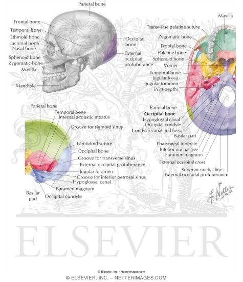 Bones of the Skull: Occipital Bone