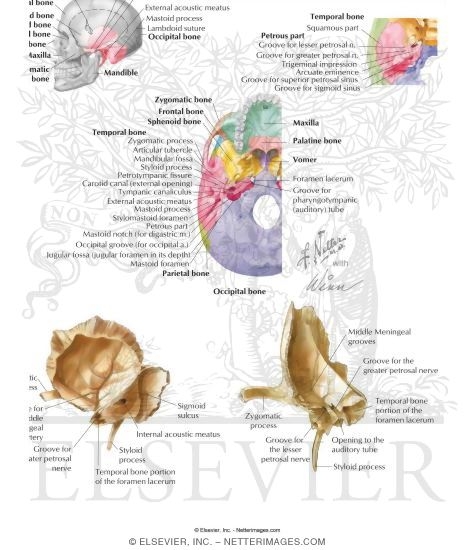 Bones of the Skull: Temporal Bone