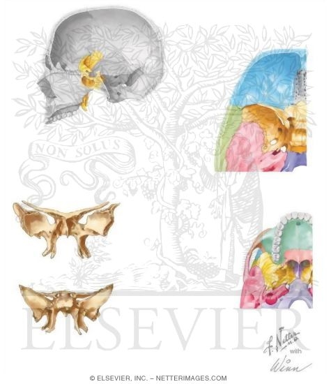 Bones of the Skull: Sphenoid Bone