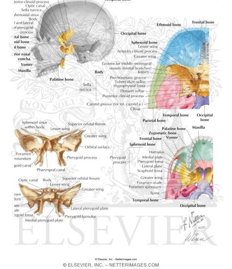 Bones of the Skull: Sphenoid Bone