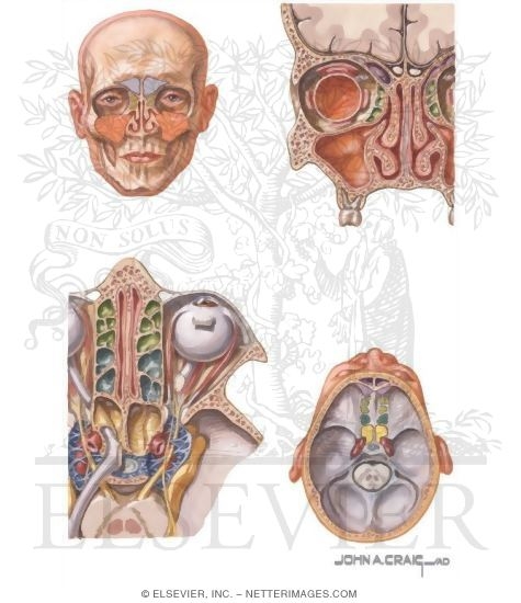 Sinus Anatomy