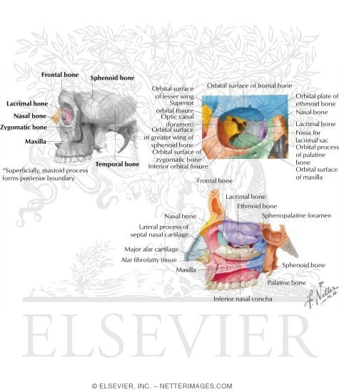Bones of the Skull: Lacrimal Bone