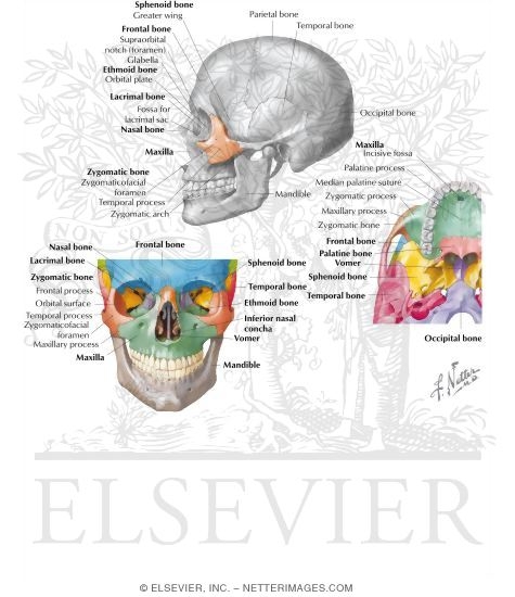 Bones of the Skull: Zygomatic Bone (Zygoma)