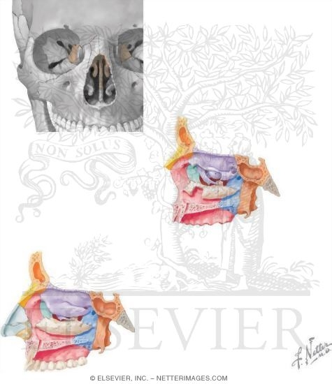 Bones of the Skull: Ethmoid Bone