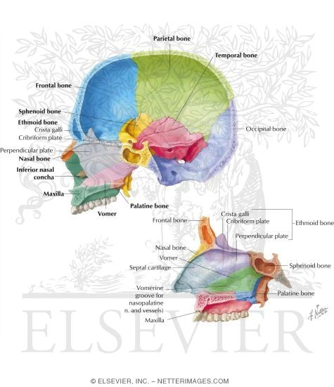 Bones of the Skull: Vomer