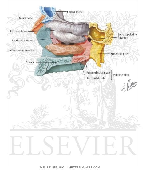 Bones of the Skull: Inferior Nasal Concha