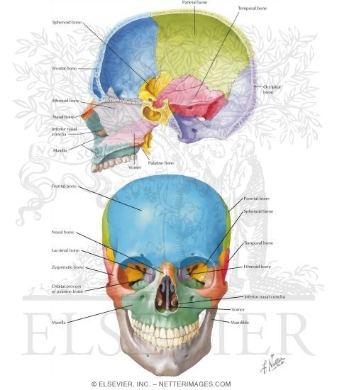 Bones of the Skull: Inferior Nasal Concha