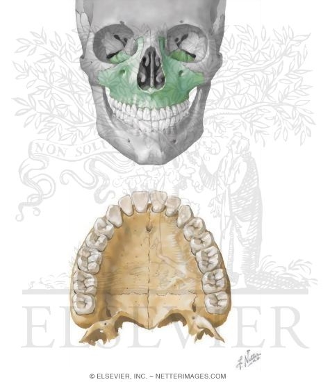 Bones of the Skull: Maxilla