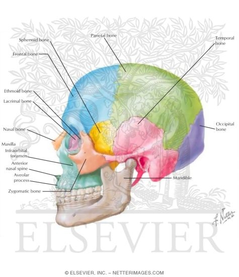 Skull: Lateral View
