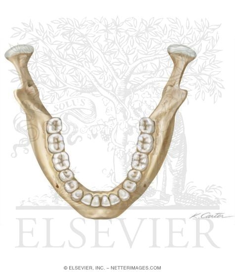 Bones of the Skull: Mandible
