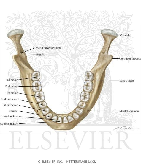 Bones of the Skull: Mandible