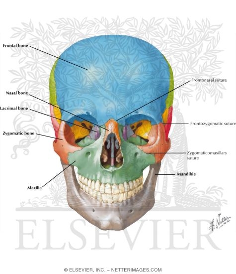 Skull: Anterior View