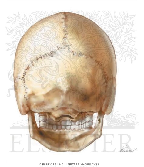 Views and Sutures: Norma Occipitalis