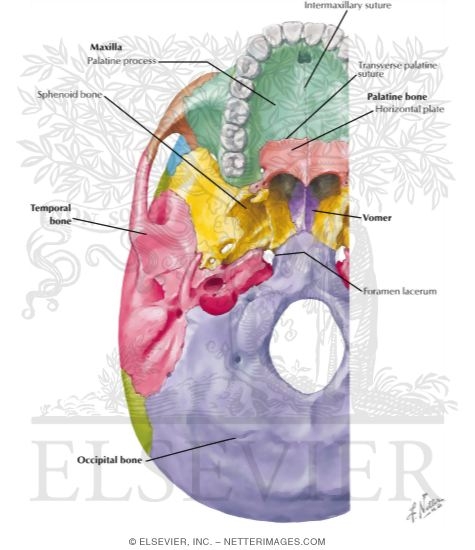 External Aspect of Base of Skull