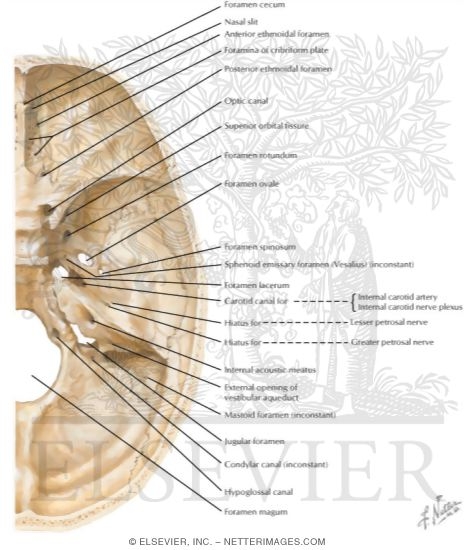 Foramina In the Base of the Adult Skull
Internal Aspect of Base of Skull: Orifices
Foramina of Cranial Base: Superior View
