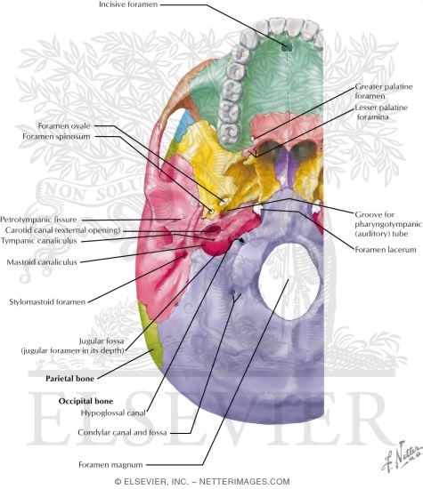 External Aspect of Base of Skull