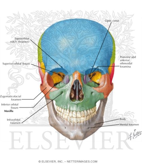 Watermarked preview of labeled image: Skull: Anterior View