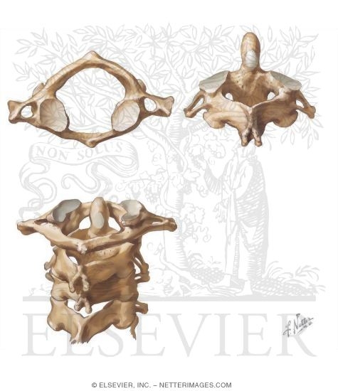 Watermarked preview of unlabeled image: Cervical Vertebrae: General Information