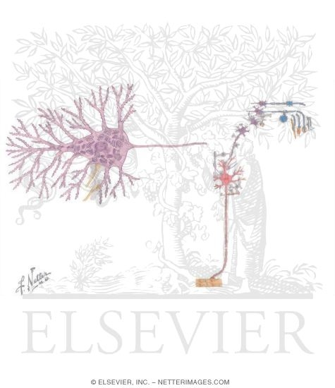 Watermarked preview of unlabeled image: Nervous Tissue: General Information - Neurons