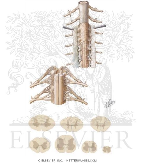 Central Nervous System: Spinal Cord