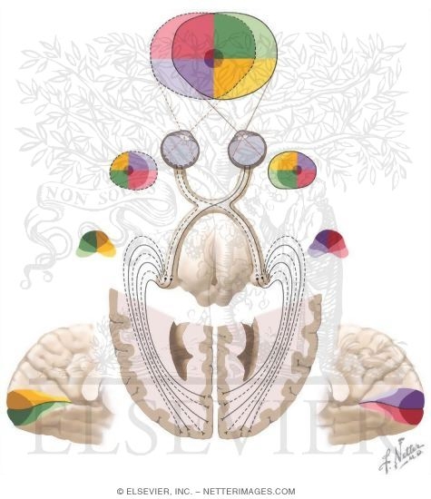 Cranial Nerve II: Optic Nerve