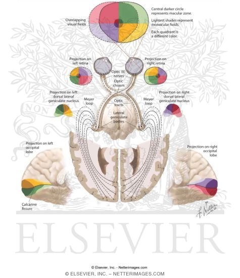 Cranial Nerve II: Optic Nerve