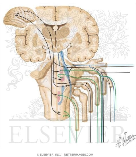Cranial Nerve V: Trigeminal Nerve