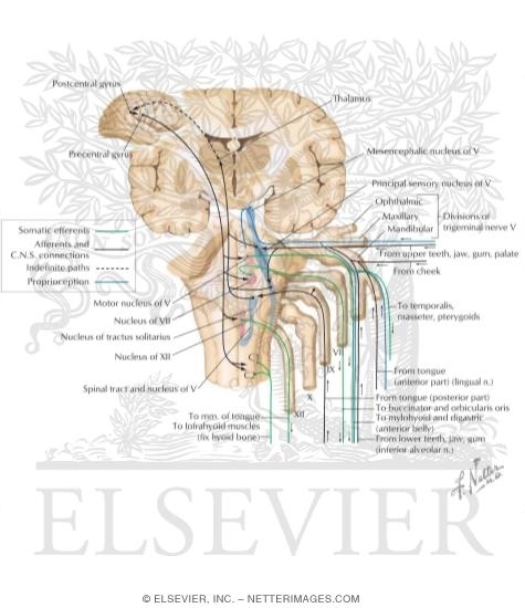 Cranial Nerve V: Trigeminal Nerve